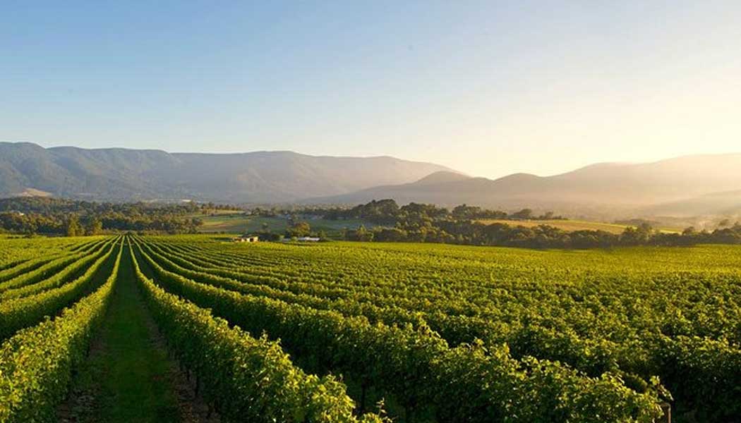 Private Tours Yarra Valley